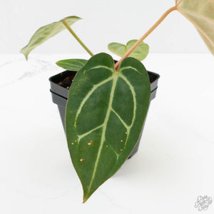 Anthurium DocBlock F2 x Carlablackiae  by DocBlock® (wk16-S)