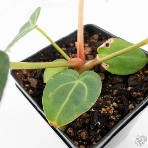 Anthurium DocBlock F2 x Carlablackiae  by DocBlock® (wk16-S)