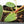 Anthurium DocBlock F2 x Carlablackiae  by DocBlock® (wk16-S)