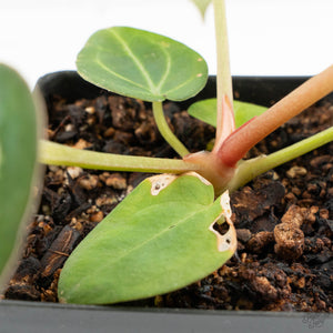 Anthurium DocBlock F2 x Carlablackiae  by DocBlock® (wk16-S)