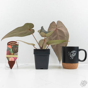 Anthurium Minerva '20' x Dark & Handsome '9' by DocBlock® (wk17-D)
