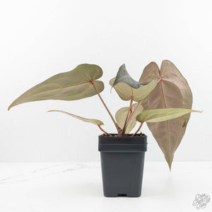 Anthurium Minerva '20' x Dark & Handsome '9' by DocBlock® (wk17-D)