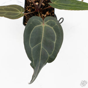 Anthurium Minerva '20' x Dark & Handsome '9' by DocBlock® (wk17-D)