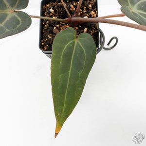 Anthurium Minerva '20' x Dark & Handsome '9' by DocBlock® (wk17-D)