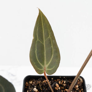 Anthurium Minerva '20' x Dark & Handsome '9' by DocBlock® (wk17-D)