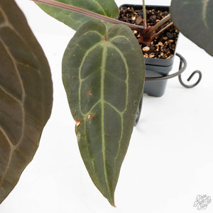 Anthurium Minerva '20' x Dark & Handsome '9' by DocBlock® (wk17-D)