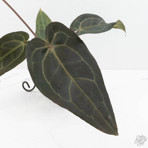 Anthurium Minerva '20' x Dark & Handsome '9' by DocBlock® (wk17-D)