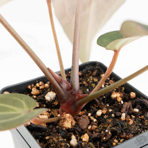 Anthurium Minerva '20' x Dark & Handsome '9' by DocBlock® (wk17-D)