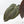 Anthurium Minerva '20' x Dark & Handsome '9' by DocBlock® 9 (wk20-Z)