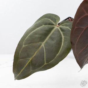Anthurium Minerva '20' x Dark & Handsome '9' by DocBlock® 9 (wk20-Z)