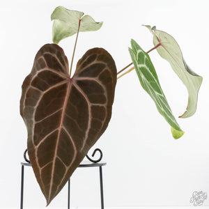 Anthurium Minerva '20' x Dark & Handsome '9' by DocBlock® 9 (wk28-L)