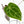 Anthurium Minerva '20' x Dark & Handsome '9' by DocBlock® 9 (wk28-L)