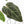 Anthurium Minerva '20' x Dark & Handsome '9' by DocBlock® 9 (wk28-L)