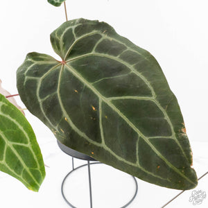 Anthurium Minerva '20' x Dark & Handsome '9' by DocBlock® 9 (wk28-L)