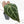 Anthurium Minerva '20' x Dark & Handsome '9' by DocBlock® 9 (wk28-L)