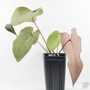 Anthurium Minerva '20' x Dark & Handsome '9' by DocBlock® 9 (wk28-L)