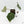 Anthurium Minerva '20' x  Minerva '20' by DocBlock® (wk16-N)