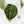 Anthurium Minerva '20' x  Minerva '20' by DocBlock® (wk16-N)