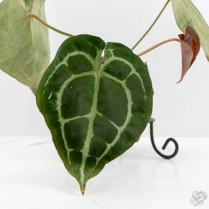 Anthurium Minerva '20' x  Minerva '20' by DocBlock® (wk16-N)