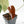 Anthurium Minerva '20' x  Minerva '20' by DocBlock® (wk16-N)