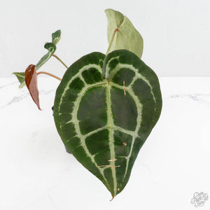 Anthurium Minerva '20' x  Minerva '20' by DocBlock® (wk16-N)