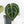 Anthurium Minerva '20' x  Minerva '20' by DocBlock® (wk16-N)