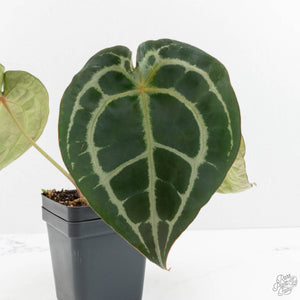 Anthurium Minerva '20' x  Minerva '20' by DocBlock® (wk16-N)
