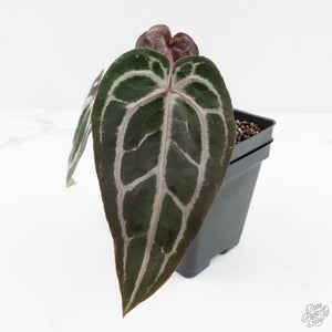 Anthurium Minerva '20' x Minerva '20' by DocBlock® (wk24-I) *Purple Veins*