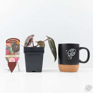Anthurium Minerva '20' x  Minerva '20' by DocBlock® (wk21-G)