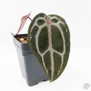 Anthurium Minerva '20' x  Minerva '20' by DocBlock® (wk21-G)