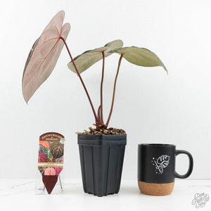 Anthurium Orange '26' x DocBlock Crystal Red '12' by DocBlock® (wk17-U)