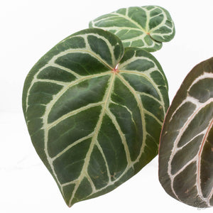 Anthurium Orange '26' x DocBlock Crystal Red '12' by DocBlock® (wk17-U)