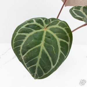 Anthurium Orange '26' x DocBlock Crystal Red '12' by DocBlock® (wk17-U)