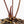 Anthurium Orange '26' x DocBlock Crystal Red '12' by DocBlock® (wk17-U)