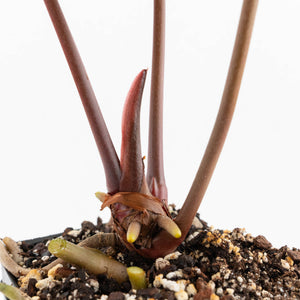Anthurium Orange '26' x DocBlock Crystal Red '12' by DocBlock® (wk17-U)
