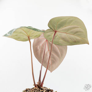 Anthurium Orange '26' x DocBlock Crystal Red '12' by DocBlock® (wk17-U)