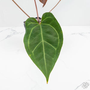 Anthurium Zara '29' x Dark and Handsome '9' by DocBlock® (wk17-S)