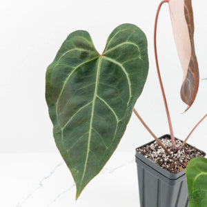Anthurium Zara '29' x Dark and Handsome '9' by DocBlock® (wk17-S)