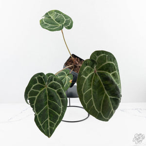Variegated Anthurium  Zara '29' x  Zara '3' by DocBlock® (wk24-UJ)