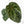 Variegated Anthurium  Zara '29' x  Zara '3' by DocBlock® (wk24-UJ)