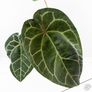 Variegated Anthurium  Zara '29' x  Zara '3' by DocBlock® (wk24-UJ)