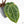 Variegated Anthurium  Zara '29' x  Zara '3' by DocBlock® (wk24-UJ)