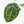 Variegated Anthurium  Zara '29' x  Zara '3' by DocBlock® (wk24-UJ)