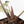 Variegated Anthurium  Zara '29' x  Zara '3' by DocBlock® (wk24-UJ)