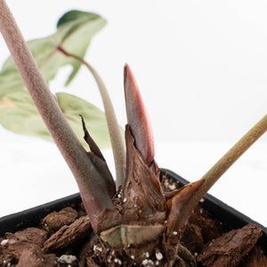 Variegated Anthurium  Zara '29' x  Zara '3' by DocBlock® (wk24-UJ)