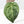 Variegated Anthurium  Zara '29' x  Zara '3' by DocBlock® (wk32-U105)