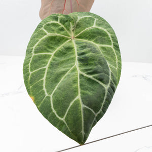 Variegated Anthurium  Zara '29' x  Zara '3' by DocBlock® (wk32-U105)