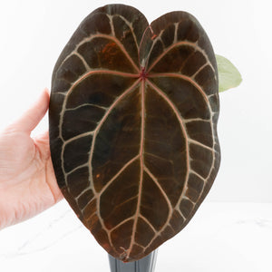 Variegated Anthurium  Zara '29' x  Zara '3' by DocBlock® (wk32-U105)