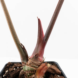 Variegated Anthurium  Zara '29' x  Zara '3' by DocBlock® (wk32-U105)