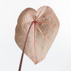 Variegated Anthurium  Zara '29' x  Zara '3' by DocBlock® (wk32-U105)